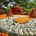 The Dallas Arboretum and Botanical Garden