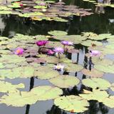 Matthaei Botanical Gardens