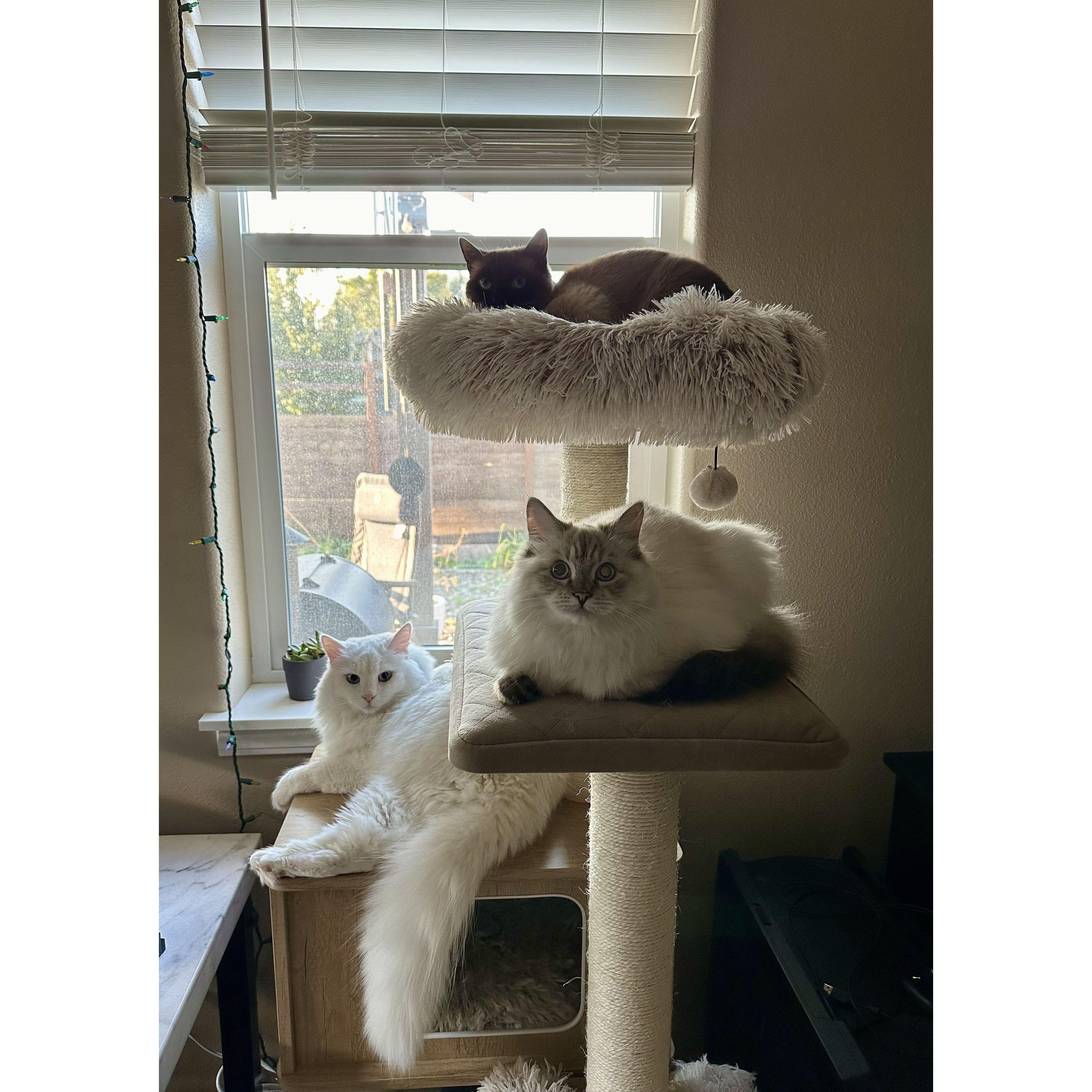 Obligatory photo of our girls! Miso, Toki, and Nova (top-down).