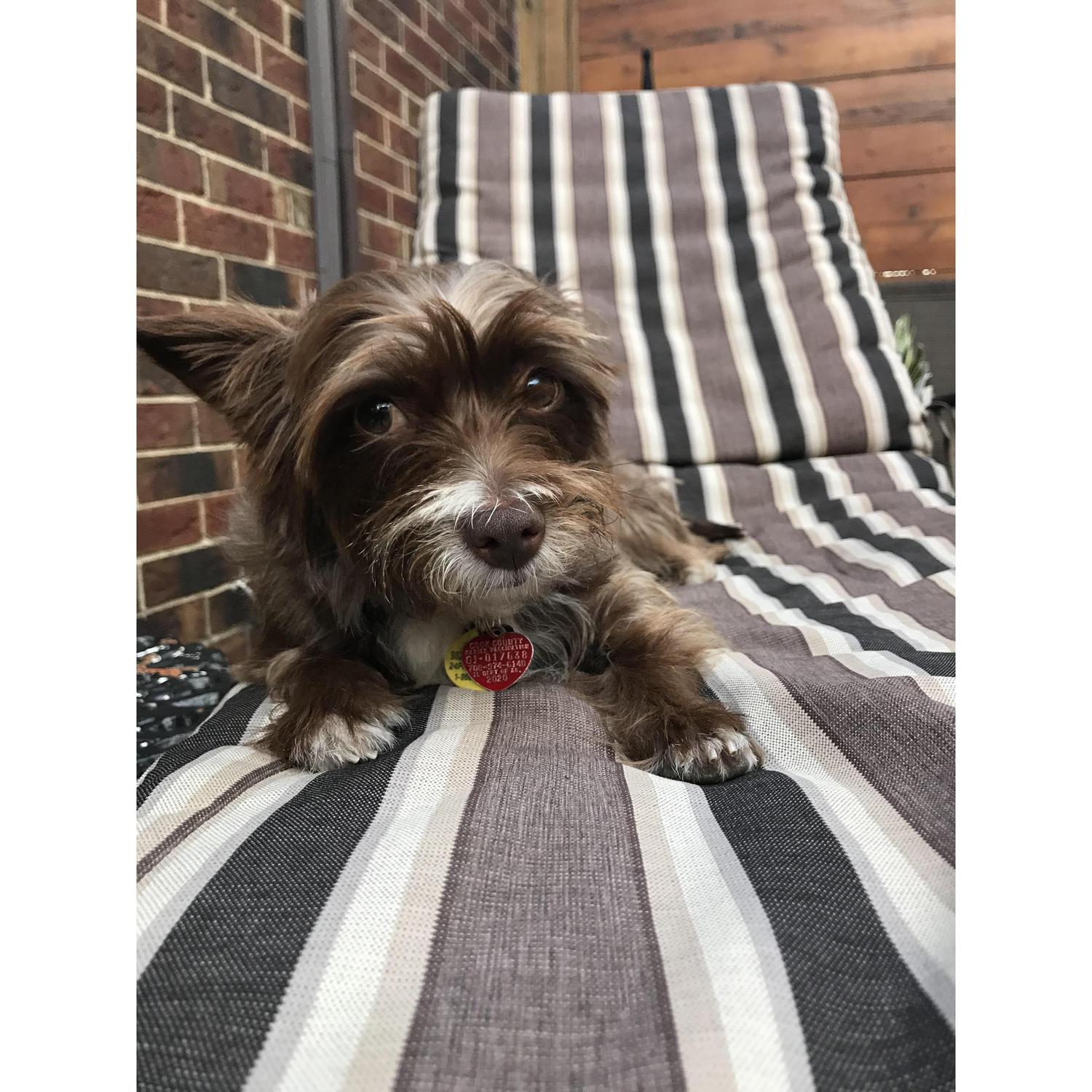 Dog's Life