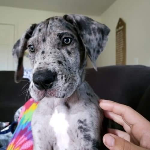 Our Baby Dozer