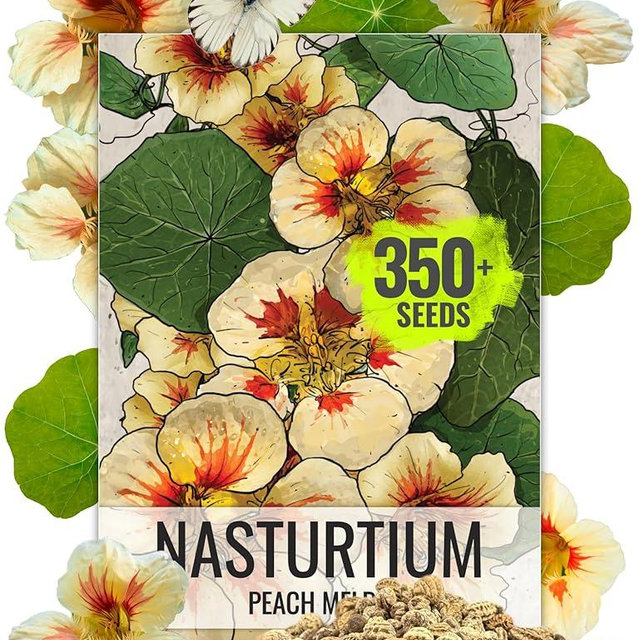 Seed Needs Nasturtium Seeds Peach Melba Variety | 350+ Seeds Tropaeolum Nanum Annual Flower Seed | Edible Flowers Peach Multicolored Blooms | Bulk Nasturtiums Flowering Seed Garden Favorite