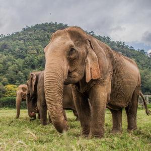 Elephant Sanctuary