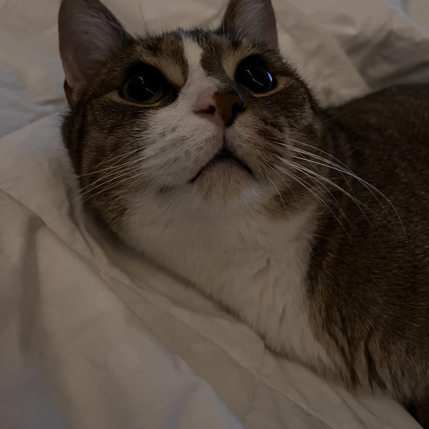 Yoshi
