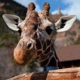 Cheyenne Mountain Zoo