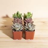 Mini Assorted Succulents, Set of 6