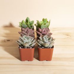 Mini Assorted Succulent Collection of 6