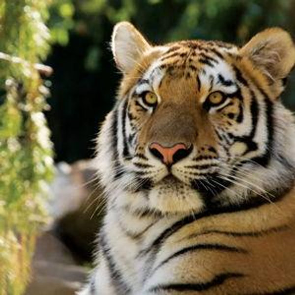 Philadelphia Zoo Dual Membership