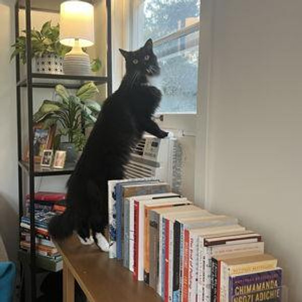 Vet Bills