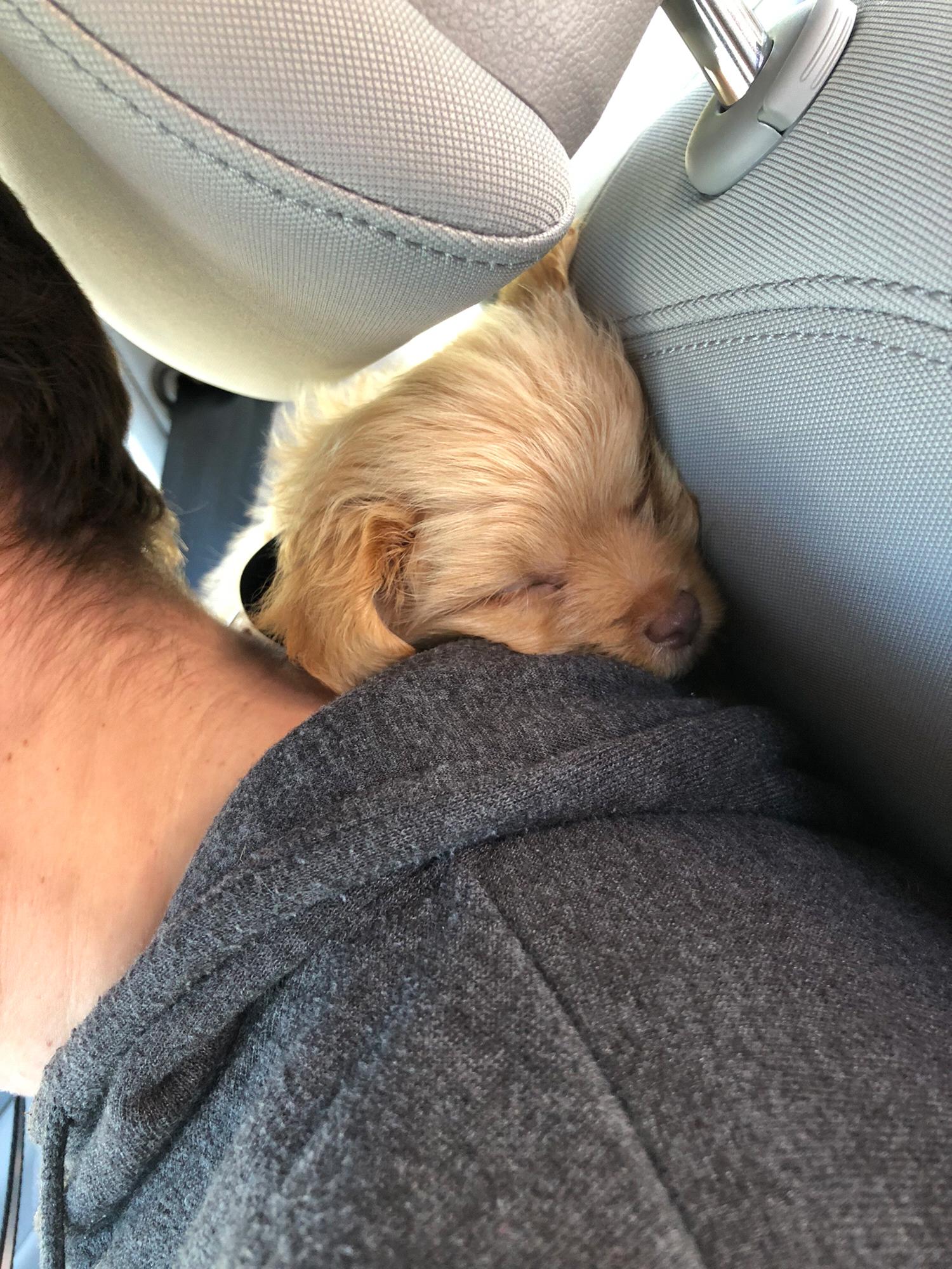 Charlie, our dog, as a puppy sleeping in Conner's sweatshirt hood.
