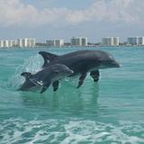 Dolphin Cruise