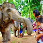 Elephant Jungle Sanctuary Samui