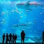 Georgia Aquarium