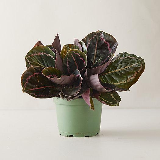 Dottie Calathea Plant