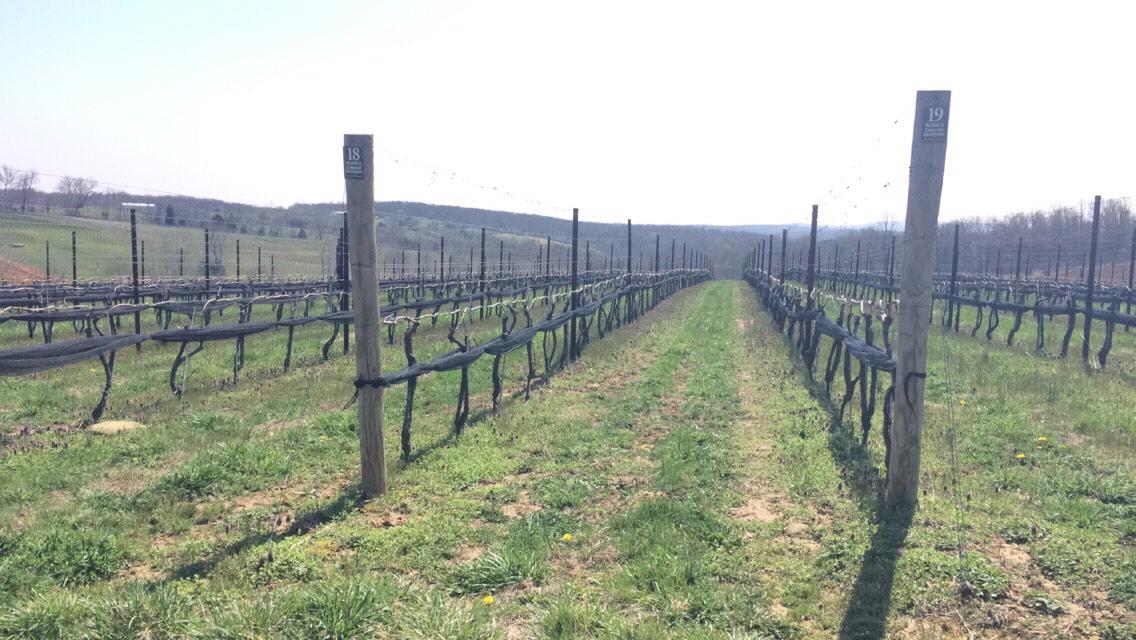 From the couples first vineyard adventure at Will’s cousins winery down in VA (Stonetower)