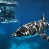 Shark Cage Diving with Calypso Star Charters