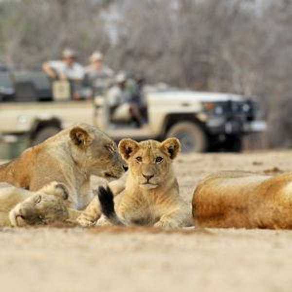 Honeymoon Fund: Safari in Africa!