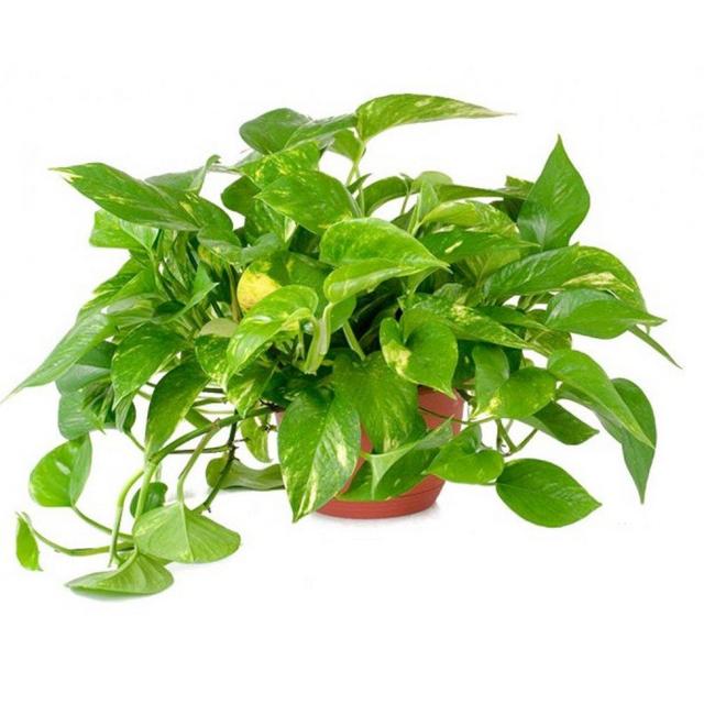 AMERICAN PLANT EXCHANGE Golden Pothos Indoor/Outdoor Live Plant 6" 1 Gallon Clean Air of Toxins!