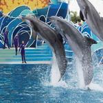 Sea World Drive