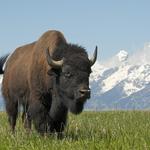 Wildlife Safari