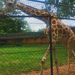 University of Ibadan Zoological Garden