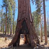 California Tunnel Tree