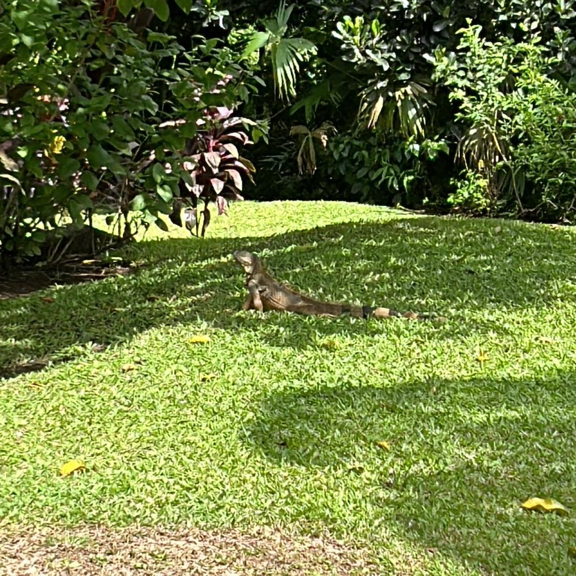 Iguana