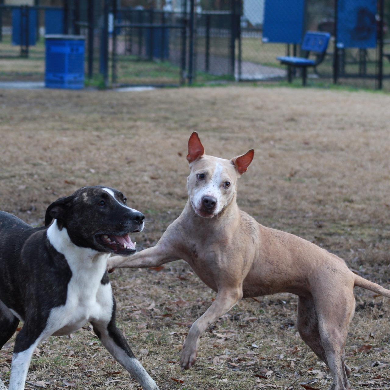 Luna meeting her new best friend Remi, Dec 2020