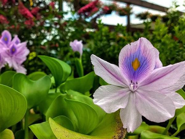 JVI Secret Gardens Landscaping & Garden Center