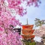 Kyoto's most popular spots for cherry blossom viewing