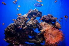 Jenks Aquarium