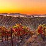 Napa