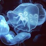 National Aquarium