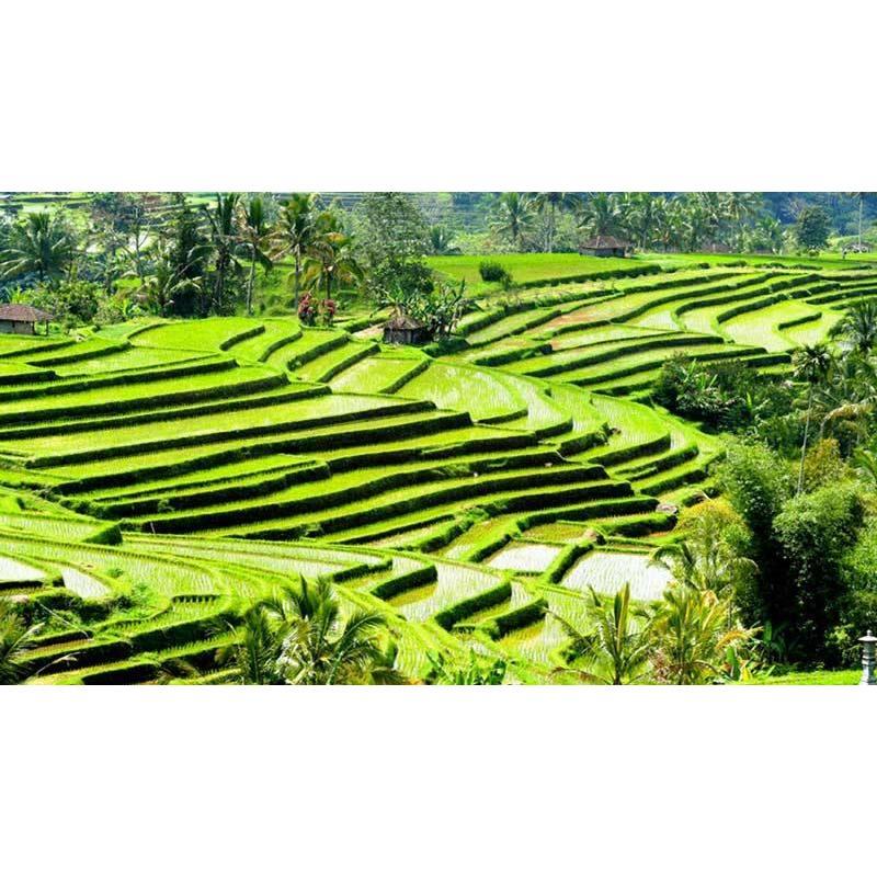 UBUD Padi Fields - worth a trip to Ubud if you have time (Bali Mainland)