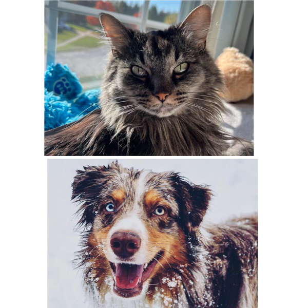 Our Pet Fund