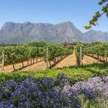 Wineland’s Vineyard Tour