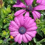 Botanica, The Wichita Gardens