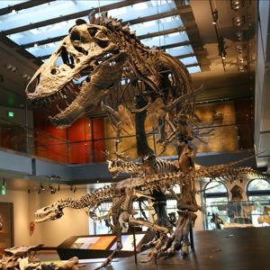 Museum Fund