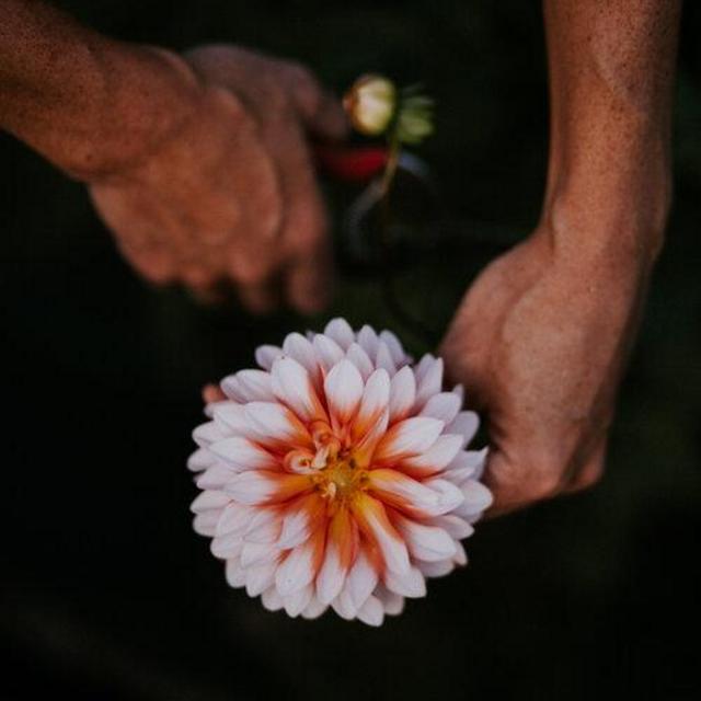 A year of flower deliveries from a local farm: Floral Service — Once a Month