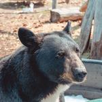 Yellowstone Wildlife Sanctuary