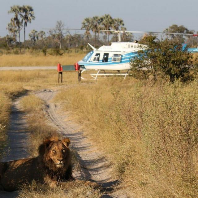 Helicopter Safari at Moremi Game Reserve