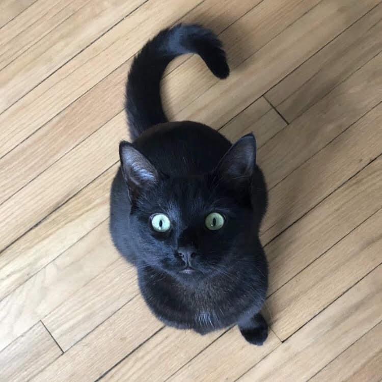 Our pride and joy, Juno.