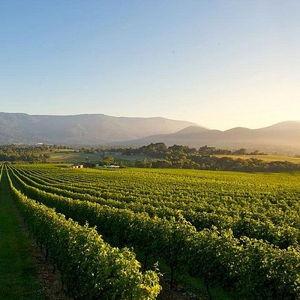 Honeymoon - Melbourne vineyard tour