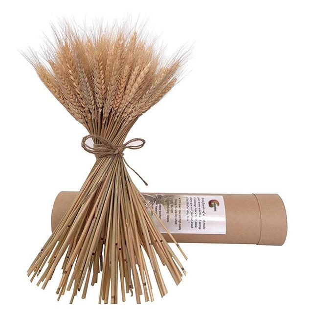100pcs Golden Natural Dried Wheat Sheaves, Dried Wheat Stalks Bunches, Wheat Flower for Wreath Supplies Home Table Wedding Centerpieces Decorative