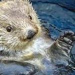 Monterey Bay Aquarium