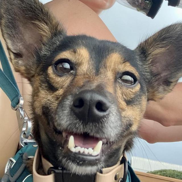 Embark Breed Identification DNA Test for Dogs