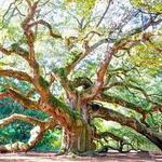 Angel Oak Tree