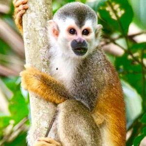 Costa Rica Manuel Antonio National Park Wildlife Tour