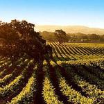 •~•~•Paso Robles•~•~•
