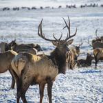 National Elk Refuge Road